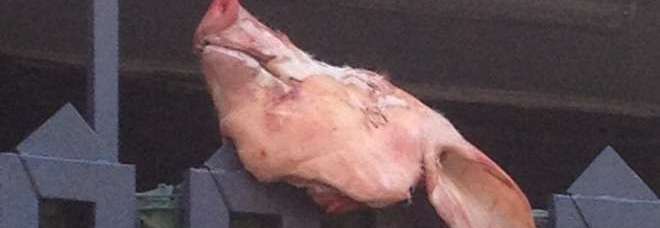 Testa di maiale trovata davanti ad un luogo di culto dell’Islam: “Onore a Putin”