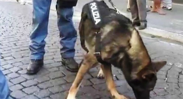 Napoli, blitz e due arresti nei bunker della droga a Ponticelli col cane-poliziotto Kira