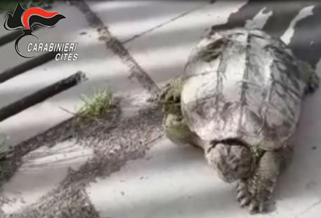 Nella villa comunale a Pomigliano d’Arco, hanno trovato una tartaruga azzannatrice. Con un morso stacca le dita ad un adulto