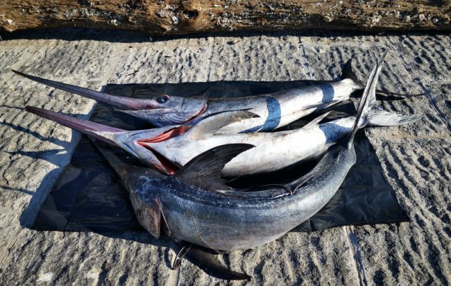 Pescavano pesce spada di frodo nel golfo di Napoli: denunciati