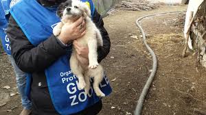 A Pomigliano d’Arco, maltrattati e abbandonati, sequestrati quattro cani: “Solo l’affido potrà fargli dimenticare l’incubo”