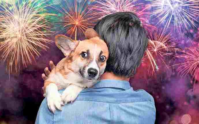 A Portici fuochi d’artificio tutte le notti e cuccioli terrorizzati. Il M5S: “L’amministrazione comunale ignora il problema e si finge animalista”