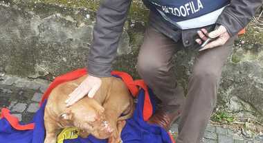 Pitbull ferita dopo un combattimento clandestino: salvata dai volontari a Torre del Greco