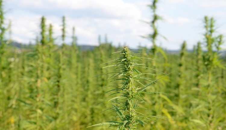 Al Dipartimento di Agraria di Portici,  il secondo focus sulla Canapa in Campania