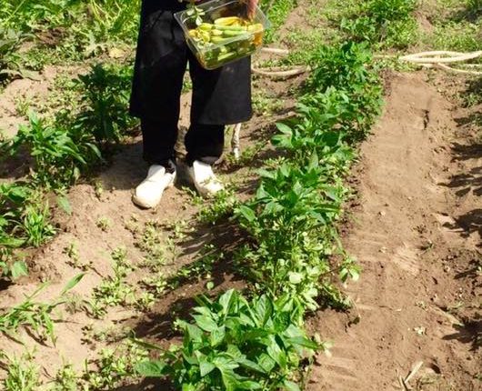 La Masseria Guida in collaborazione con Fabio Oppo e Laura Gambacorta presenta “Territori da gustare”: Percorsi di degustazione alle falde del Vesuvio