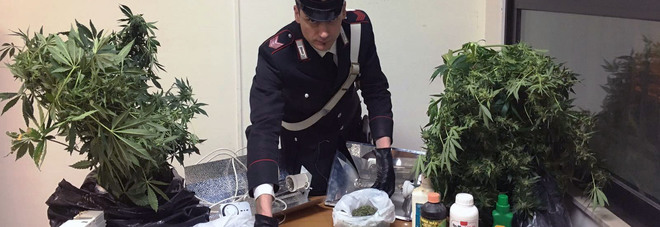 Studenti di Agraria sperimentano con la cannabis indica: i carabinieri smantellano una serra di marijuana