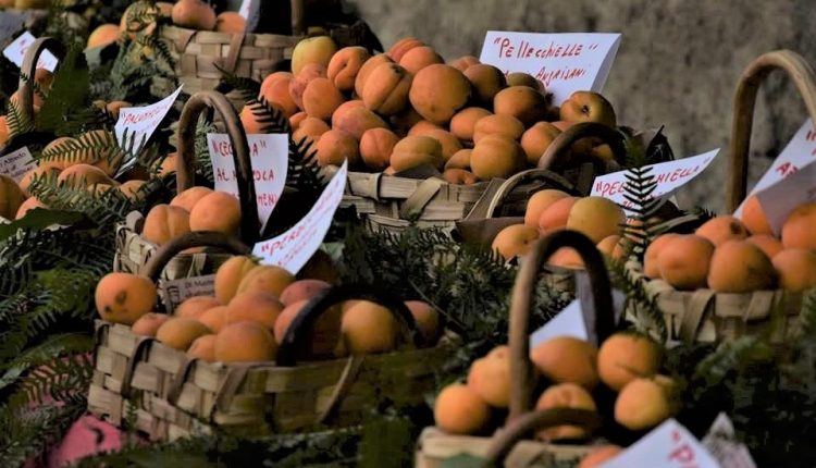 Nasce il Presidio Slow Food  dell’Albicocca del Vesuvio: la presentazione martedì 11 luglio a San Sebastiano al Vesuvio