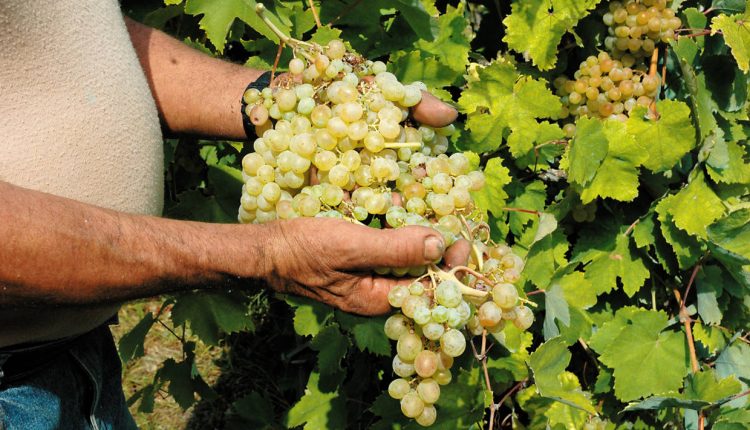 VENDEMMIAMO LA CATALANESCA Dieci candeline per la “vendemmia aperta” organizzata da Cantine Olivella