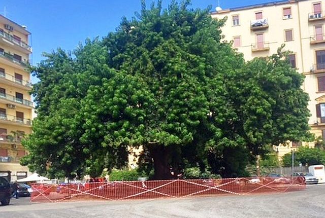 Intervento sulla Phytolacca a Piazza degli Artisti: perplessità e polemiche sui metodi utilizzati