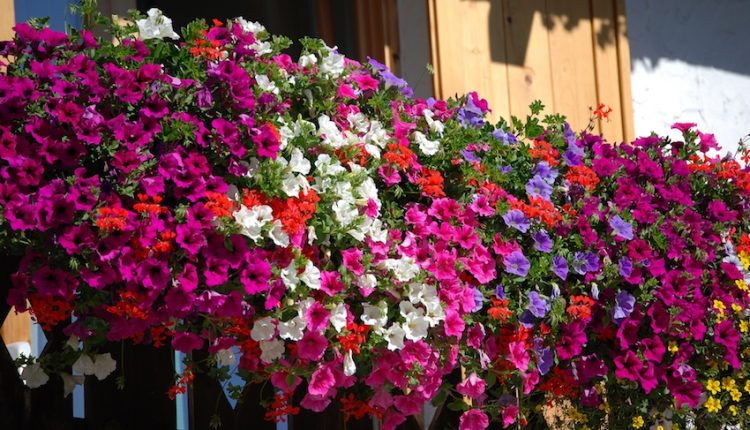 Portici è mille colori – Un premio per il balcone fiorito più bello in città. La proposta del giornalista diventa un concorso “made in Portici”