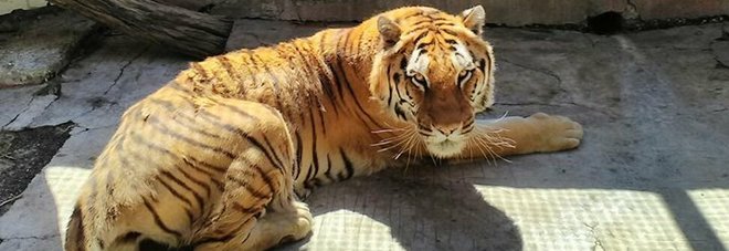 È morta Kashmir, la tigre dello zoo di Napoli: «Costretta in una gabbia piccolissima, era sopravvissuta anche senza pasti»