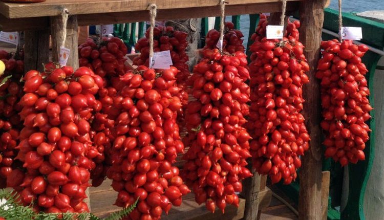 COLTIVARE IL FUTURO –  A Pollena Trocchia un convegno sull’agricoltura nell’area del Monte Somma-Vesuvio e le sue potenzialità