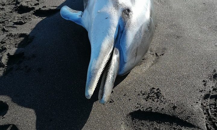 Un delfino è stato ritrovato sulle spiagge del lido Mappatella a Torre Annunziata