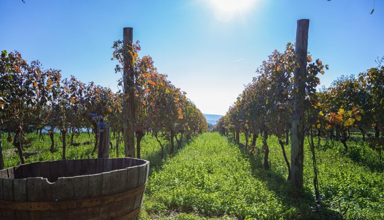 Festival delle Vigne metropolitane di Napoli, sabato la conclusione al Cellaio del Real Bosco di Capodimonte. Degustazioni e workshop su vigne storiche e agricoltura nei siti reali