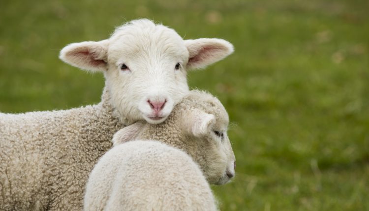 Two adorable young lambs standing in grass field