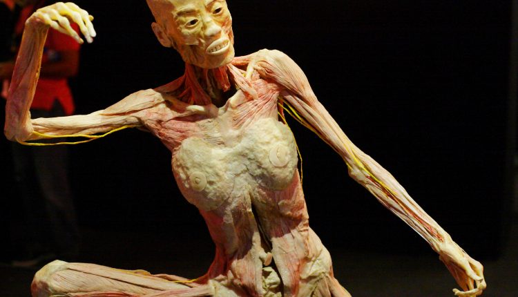 Il ciclo della nostra vita in mostra: un viaggio dentro il corpo umano   dal 24 marzo 2018 – 24 giugno 2018 a Città della Scienza è di scena  “HUMAN BODIES” The Exhibition