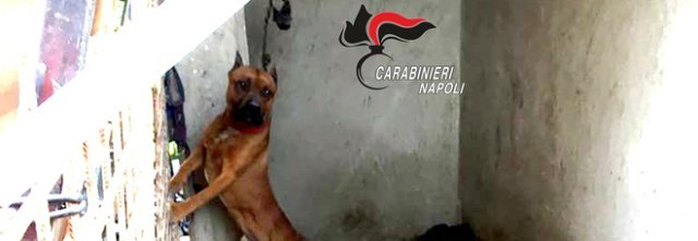 Pitbull incatenato e maltrattato, denunciato un pregiudicato a Cercola