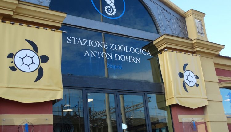 LA RICERCA E IL MARE – Nella giornata mondiale degli oceani, la Stazione Zoologica Anton Dohrn, l’Istituto Nazionale di Biologia Ecologia e Biotecnologie Marine, aprono le porte del Centro Di Ricerca Tartarughe Marine-Osservatorio del Golfo di Napoli di Portici