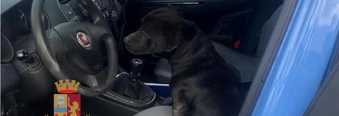 Solo e impaurito sulla statale 268, cane salvato dai poliziotti nel Vesuviano
