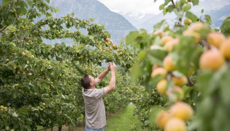 POLLENA TROCCHIA AGER FEST, SI PARTE  AGRICOLTURA COME STRADA DI SVILUPPO PER IL TERRITORIO, DUE GIORNI DI EVENTI