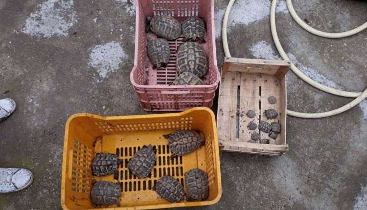 Sequestrate 31 tartarughe a Pomigliano d’Arco: denunciato il detentore che tentava di venderle all’ingresso di un centro commerciale