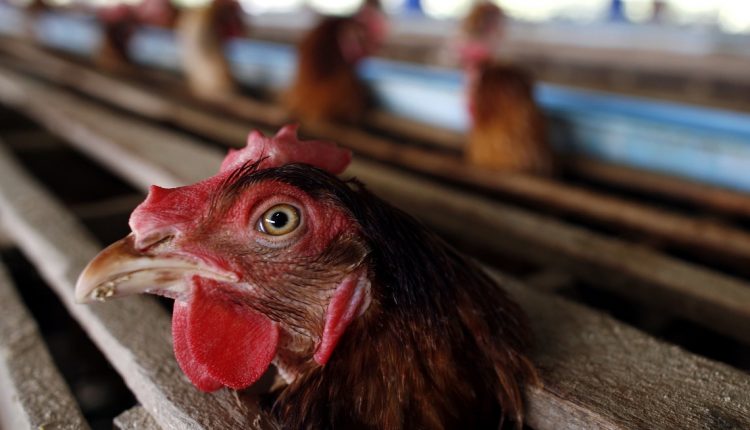 A Somma Vesuviana, sequestrate 4mila galline in uno stabilimento di uova