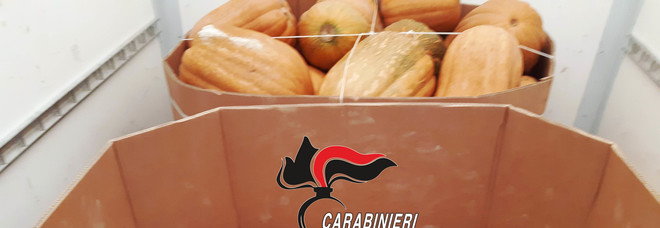 Napoli, fruttivendoli spacciatori: la droga nascosta sotto un carico di zucche