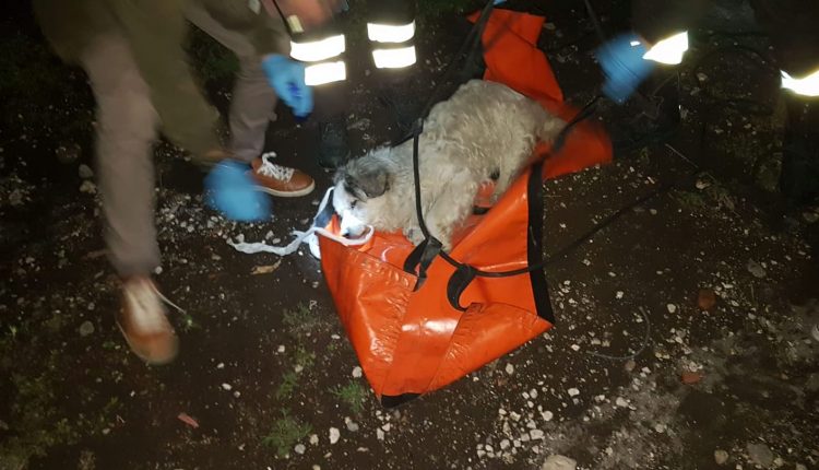A Pollena Trocchia un gesto ignobile: rapiscono e buttano Mascherina in un pozzo. Dei ragazzi la trovano, intervengono carabinieri e vigili del fuoco. E’ viva