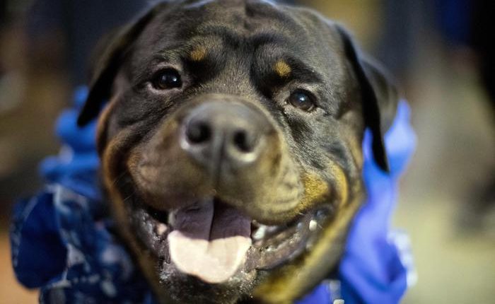 Rottweiler stipati in gabbie uccelli: 46 cani in pensione abusiva scoperta daI Carabinieri a Sant’Anastasia,  alcuni senza acqua