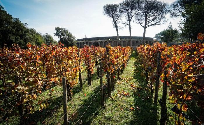 Pompei, nuova vendemmia negli Scavi: restaurata Cella vinaria. Presentato il ‘Villa dei Misteri’ 2012