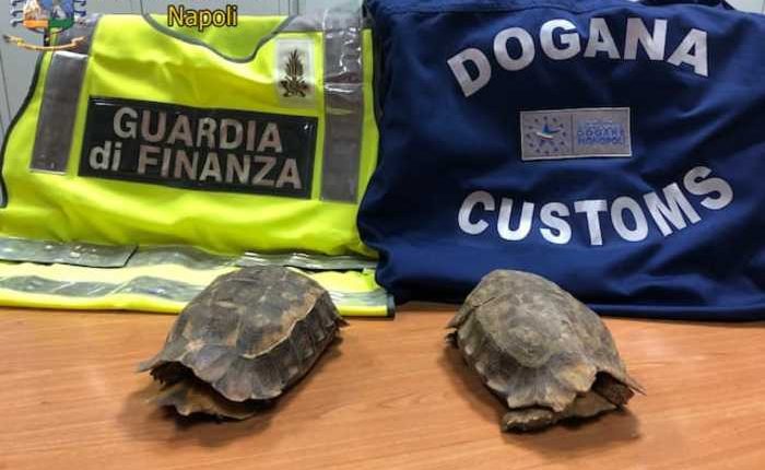 Sequestrate tartarughe specie protetta: in aeroporto. Provenivano dal Ghana, GdF denunciato un ivoriano