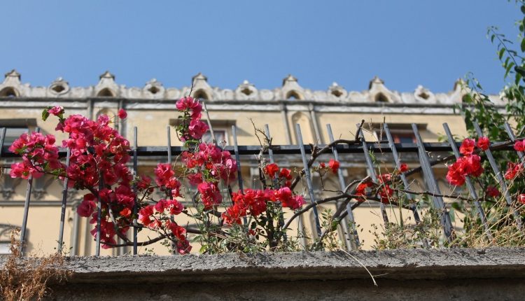 Passeggiata di fine anno lungo le scale del Petraio: n percorso di scale che dal Vomero arriva a Via dei Mille a Chiaia con circa 400 scalini e scorci tutti da fotografare