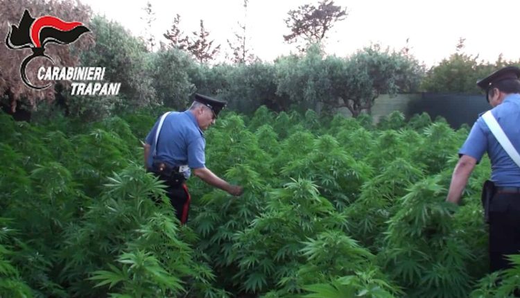 Nel Vesuviano 21 chili di marijuana nei pressi dei binari della Circumvesuviana
