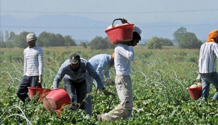 Senza immigrati, agricoltura a rischia crollo: l’appello a De Luca della Cigl