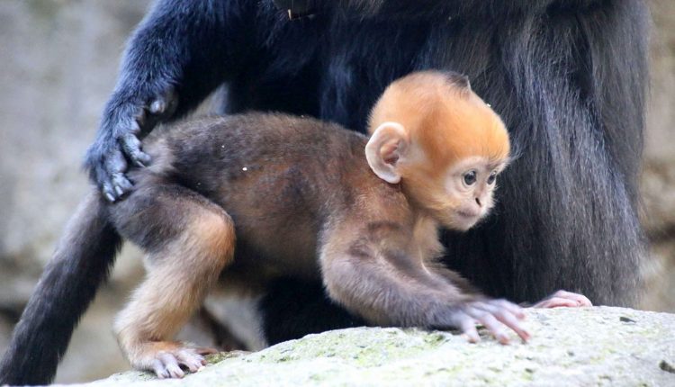 Zoo di Napoli vuoto, ma nascono cuccioli: l’Sos al Ministero
