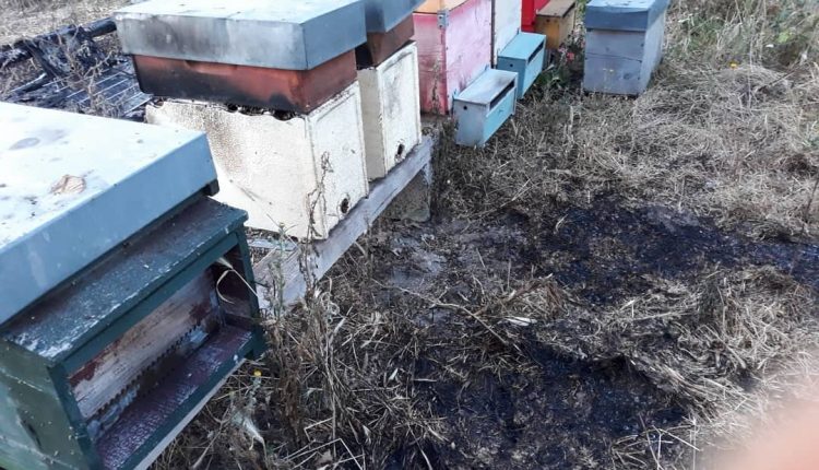 Un raid incendiario ai danni di alcuni alveari d’api della azienda “Apicoltura Vesuvio”: la denuncia di Francesco Emilio Borrelli