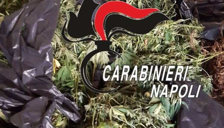 Sequestrati 42 kg di marijuana e 115 piante di cannabis a Cimitile