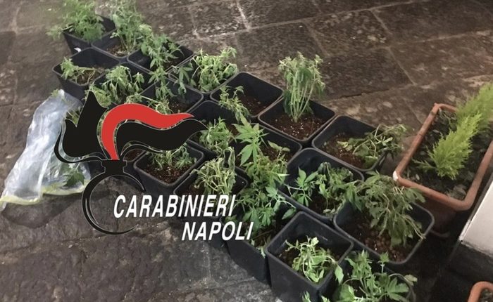Revolver e giubbotti antiproiettile in un terreno agricolo: i carabinieri trovano anche 86 piantine di marijuana in casa di un immigrato