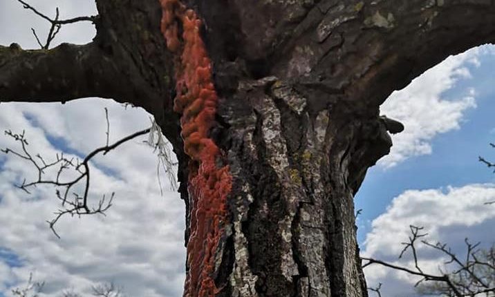 A Somma Vesuviana le “piante che piangono” fotografate dalla contadina cuciniera Libera Feola