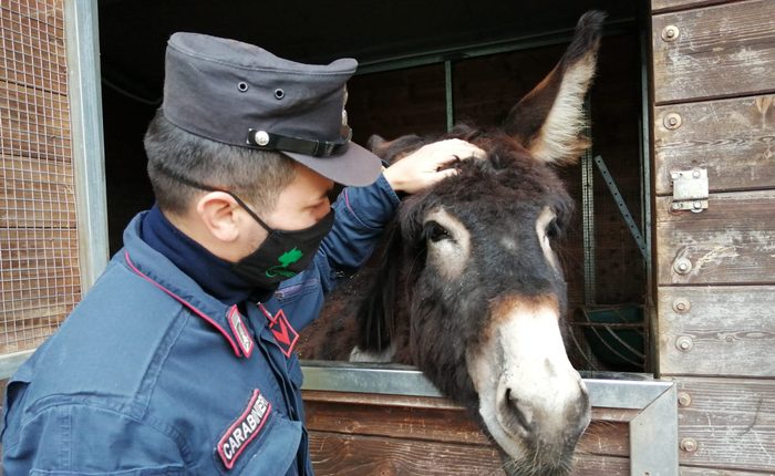 Animali in pessime condizioni scoperti a Ottaviano: non avevano acqua e cibo e nei box dei cani c’erano feci di topi