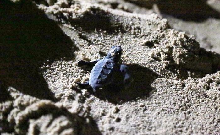 LE TARTARUGHE RESILIENTI – A Napoli, un gruppo di pescatori ha trovato un nido tartarughe su litorale di San Giovanni