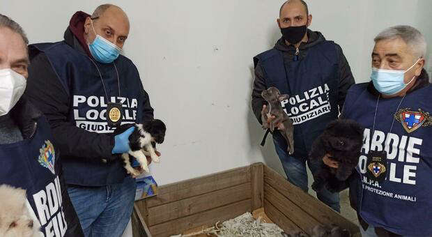 Traffico di cuccioli di cane, sequestrati 38 animali malati a Ponticelli: erano destinati ai regali di Natale