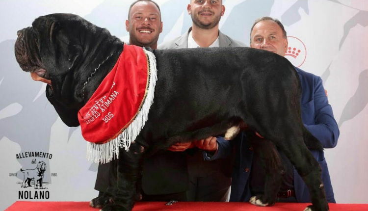 Mastino napoletano, Big Boy del Nolano nuovo campione del mondo maschile