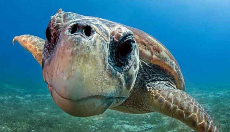 Una tartaruga marina depone 50 uova sulla spiaggia a Torre del Greco