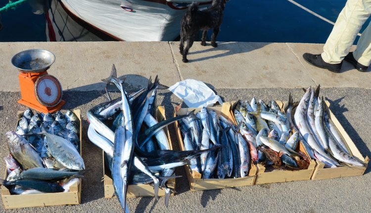 Via libera alla pesca, Coldiretti Impresapesca annuncia la fine del blocco dal 30 ottobre