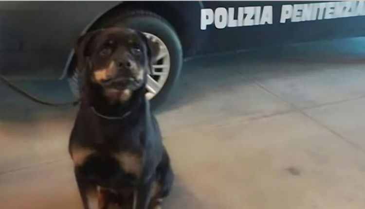 Ecco Spike, il cane antidroga  del distaccamento di Avellino che ha scoperto la droga a Poggioreale