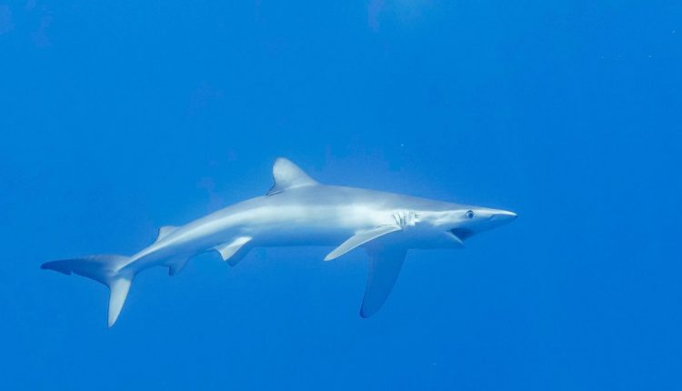 Presentato a Torre del Greco un progetto internazionale per tutelare gli squali del Golfo