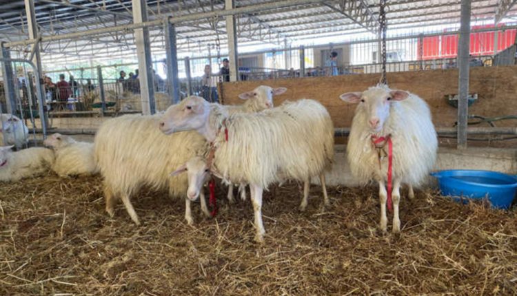 Blue Tongue, Coldiretti Campania lancia l’allarme: denunce per i veterinari che nascondono i decessi