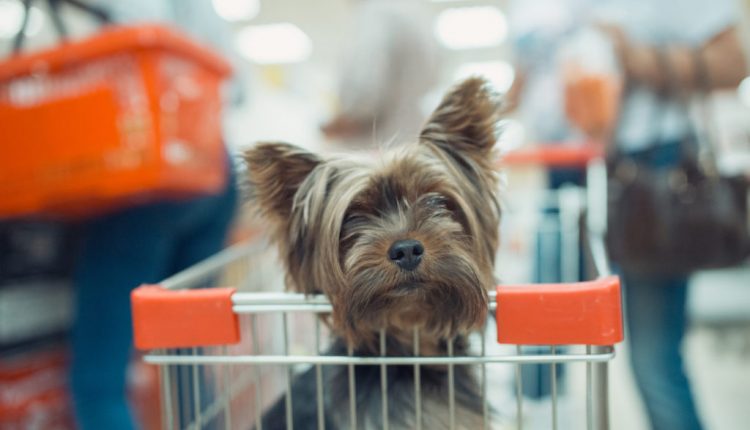 Abbandona il cane in un parcheggio di Sant’Anastasia e fugge: rintracciata e sanzionata dai carabinieri