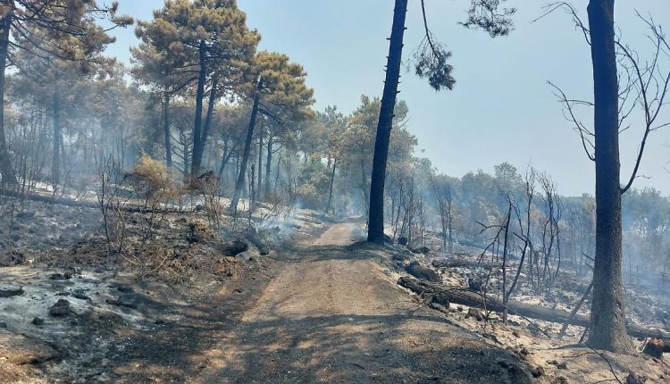 Vesuvio, ancora al lavoro per spegnere le fiamme. Centinaia gli ettari di vegetazione distrutti dal fuoco, l’Ente Parco sospende le attività